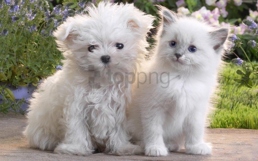 friendship kitten pair puppy wallpaper PNG transparent design bundle