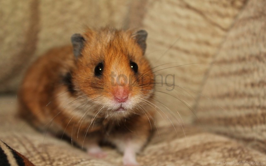 fright hamster look sit wallpaper PNG pictures with no background required