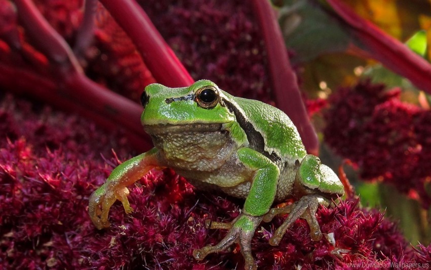 Frog Grass Green Wallpaper Clear PNG Photos