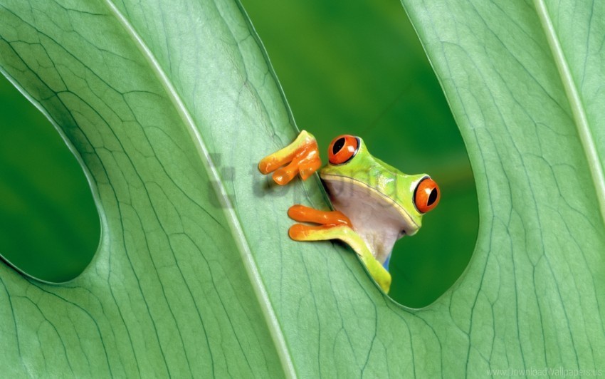 frog grass leaf peek wallpaper Clean Background Isolated PNG Character