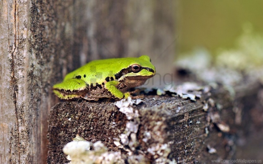 Frog Green Sit Tree Wallpaper PNG Files With No Backdrop Pack