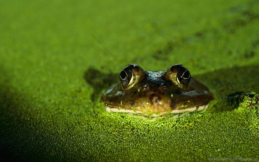 Frog Green Toad Wallpaper Isolated Graphic Element In Transparent PNG