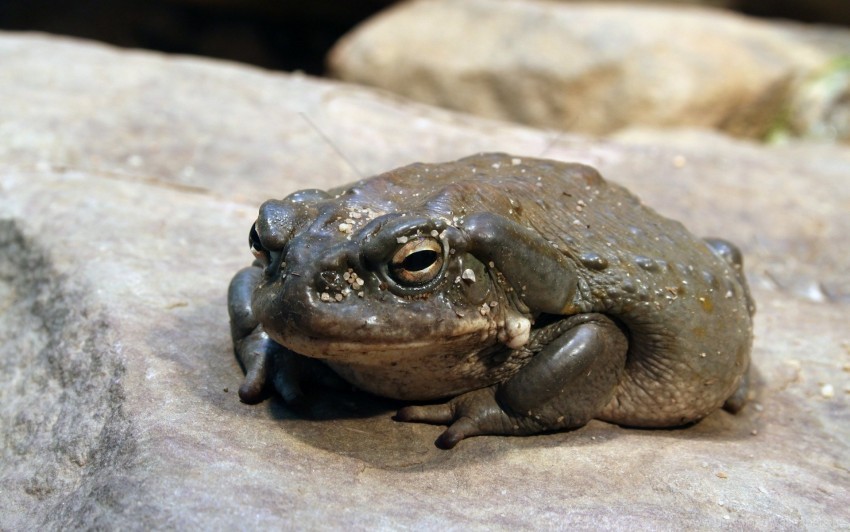 frog stone toad wallpaper Free transparent PNG
