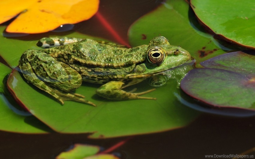 frogs leaves swamp water wallpaper Clean Background Isolated PNG Graphic