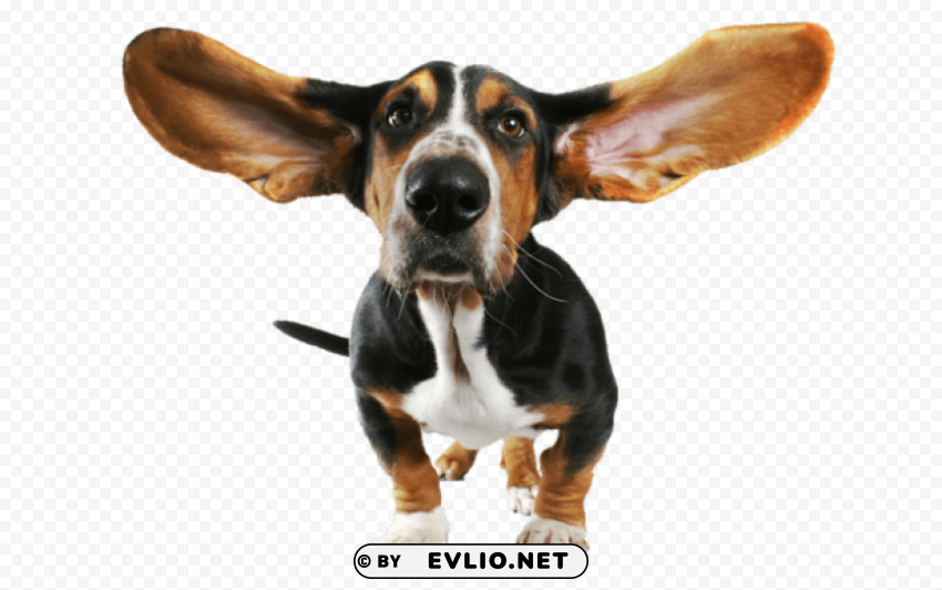 funny dog transparent Isolated Item with Clear Background PNG