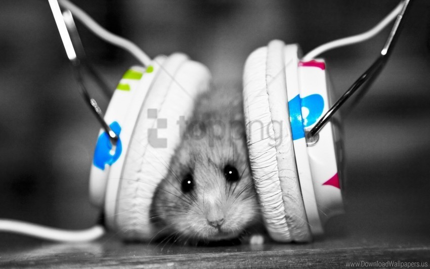 funny hamster little music music fan wallpaper Transparent Background Isolation in PNG Format