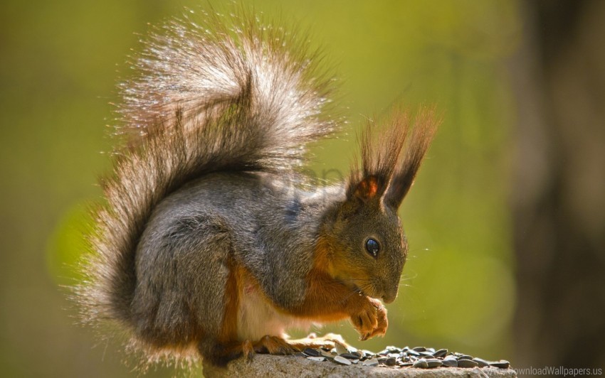 fur sit squirrel tail wallpaper HighQuality Transparent PNG Isolated Object