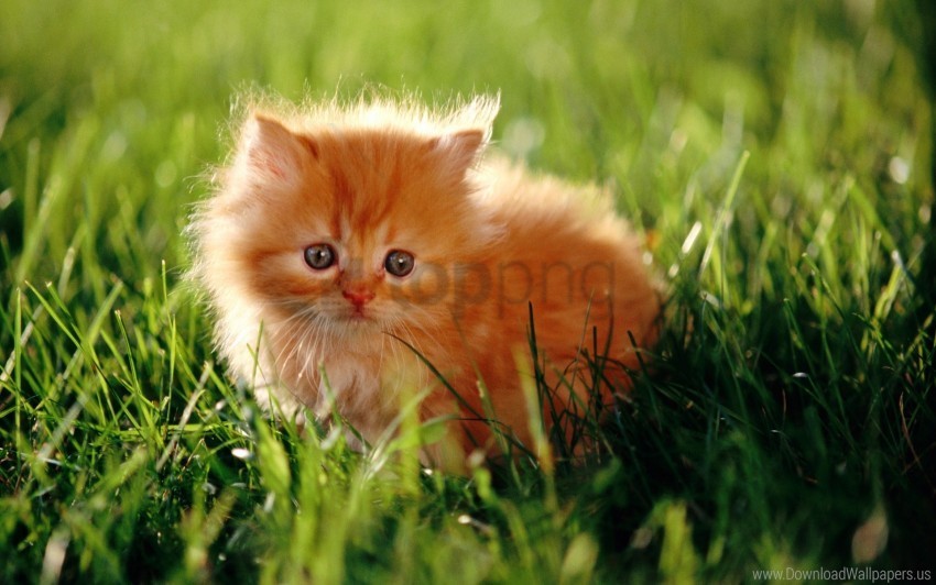 furry grass kitty sunlight wallpaper PNG Image with Isolated Icon