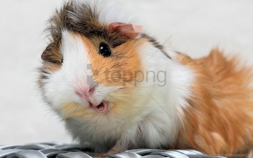 furry guinea pig spotted wallpaper Isolated Illustration with Clear Background PNG