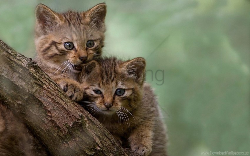 furry kittens play tree walk wallpaper Clean Background Isolated PNG Graphic Detail