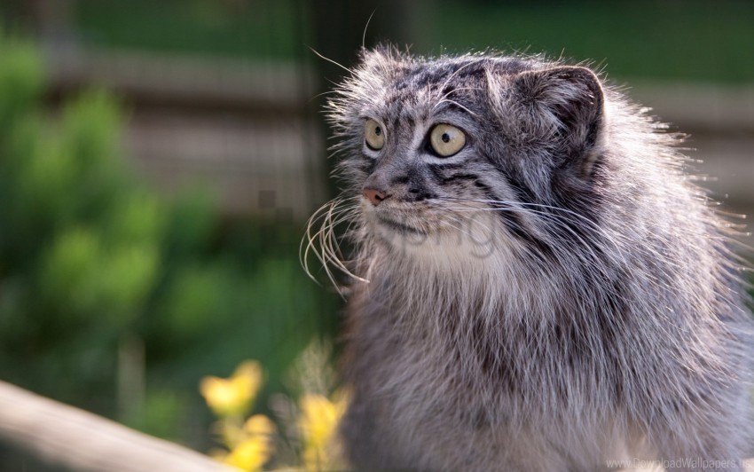 Furry Manul Muzzle Surprise Wallpaper PNG Image With Isolated Icon