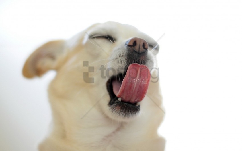 gape puppy snout tongue wallpaper PNG for educational projects