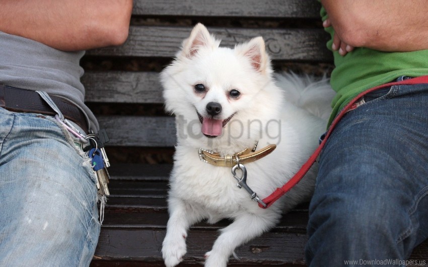 German Spitz Dog Leash Little Muzzle Wallpaper Isolated PNG Element With Clear Transparency