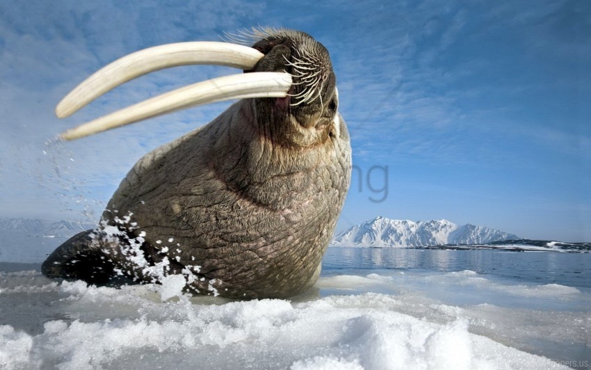 gesture jump sea shoot teeth tusks walrus wallpaper PNG Isolated Design Element with Clarity
