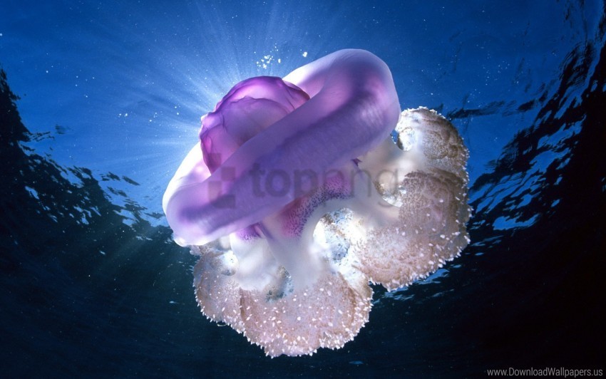 giant jellyfish tasmania underwater wallpaper Transparent PNG Illustration with Isolation