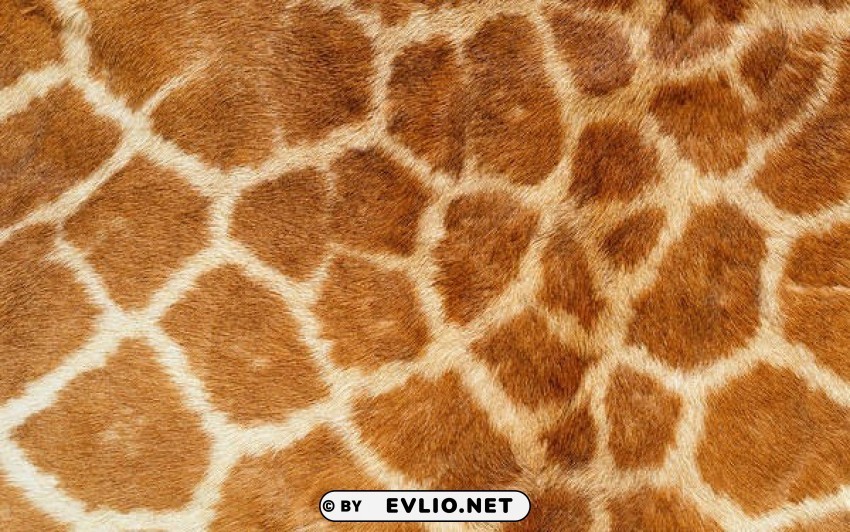 giraffe leather Clear Background PNG Isolated Subject