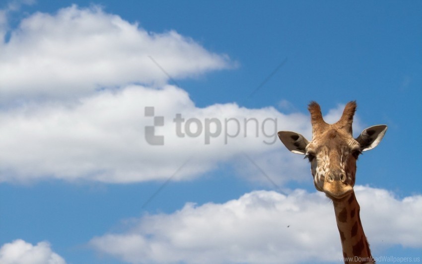 giraffe nature sky wallpaper Clear background PNG graphics