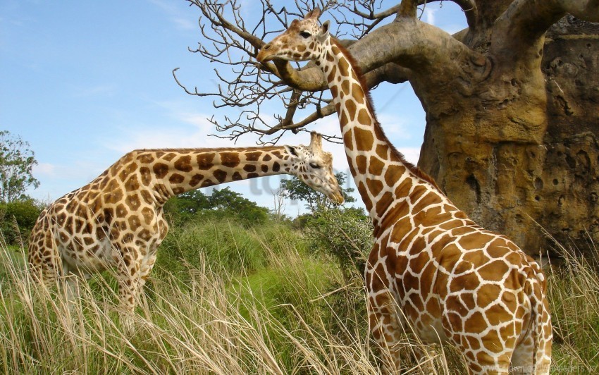 giraffe pair wallpaper PNG files with transparent backdrop