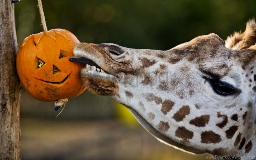 Giraffe Pumpkin Tongue Wallpaper Transparent Background Isolation In PNG Image