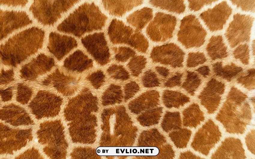 giraffe skin Clear Background PNG with Isolation