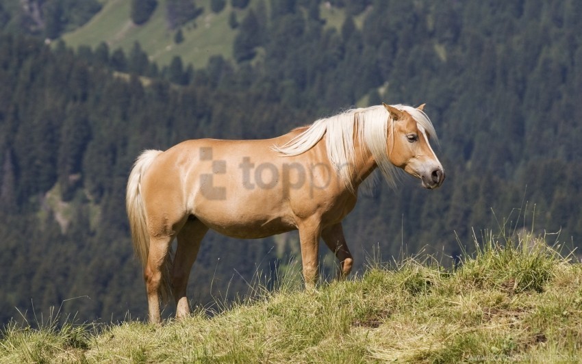 glossy mane grass horse mountains wallpaper PNG file with no watermark
