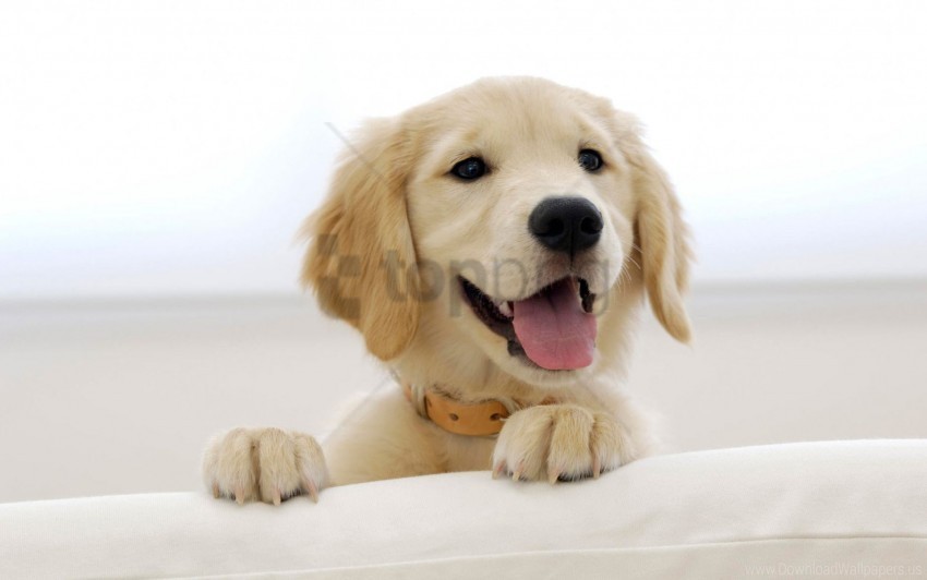 Golden Puppy Retriever Wallpaper High-definition Transparent PNG