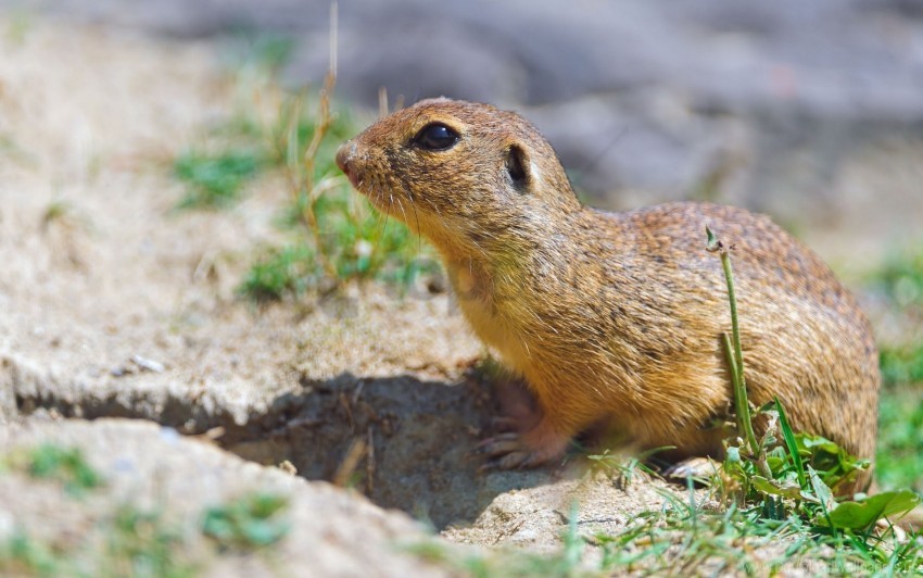 gopher grass rodent wallpaper PNG transparent graphics for projects