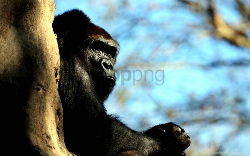 gorilla hide huge monkey wood wallpaper PNG files with alpha channel