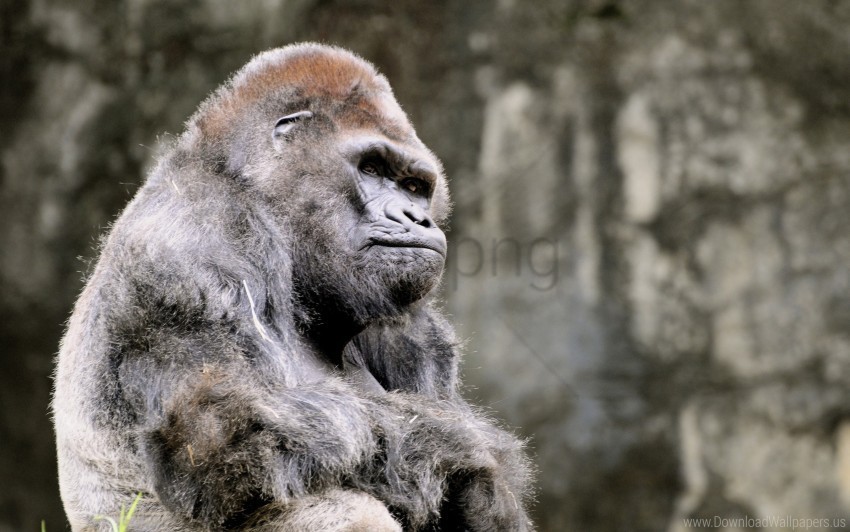 Gorilla Monkey Sitting Wallpaper Isolated Graphic With Transparent Background PNG