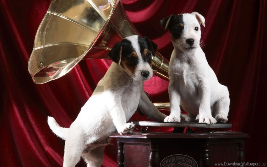 gramophone pups wallpaper High-resolution transparent PNG images variety