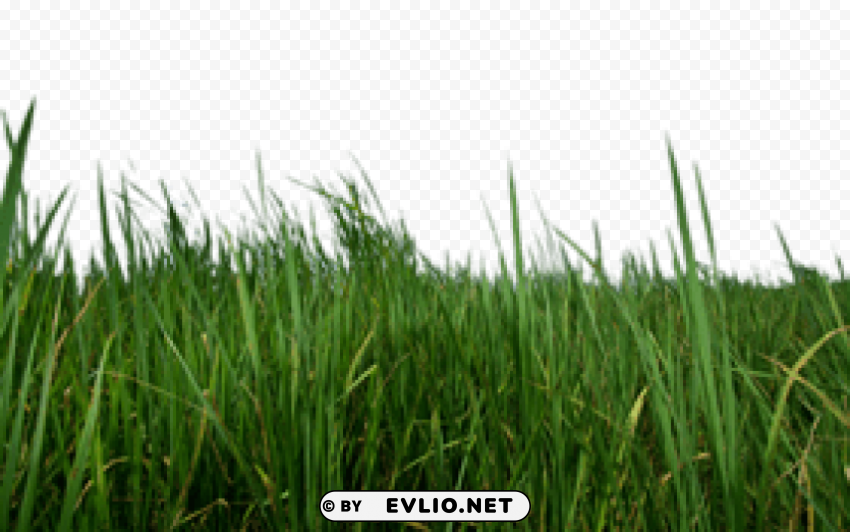 grass PNG images with no background necessary