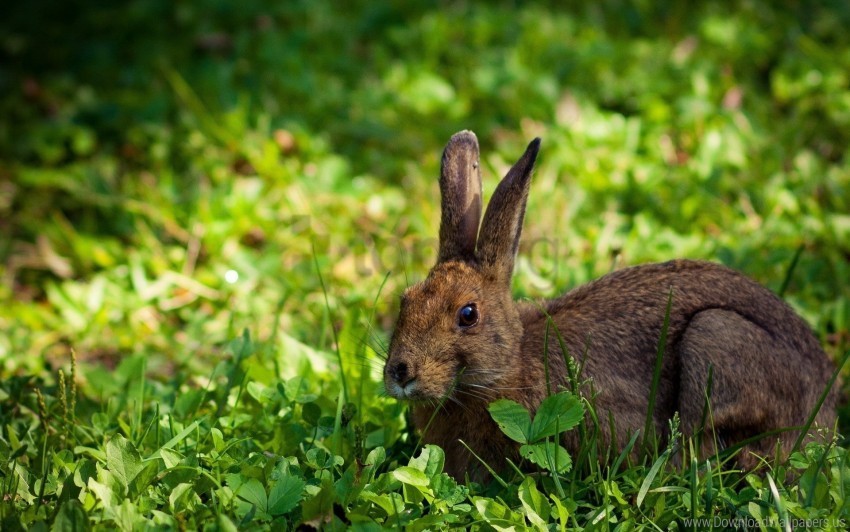grass hare hide lie rabbit wallpaper Transparent PNG Isolated Subject Matter