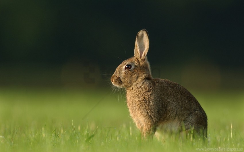 grass hare rabbit waiting wallpaper Transparent PNG images for design