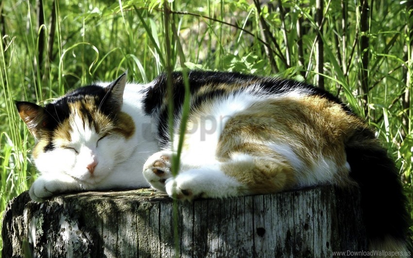 grass heat sleeping cat wallpaper Transparent background PNG images complete pack
