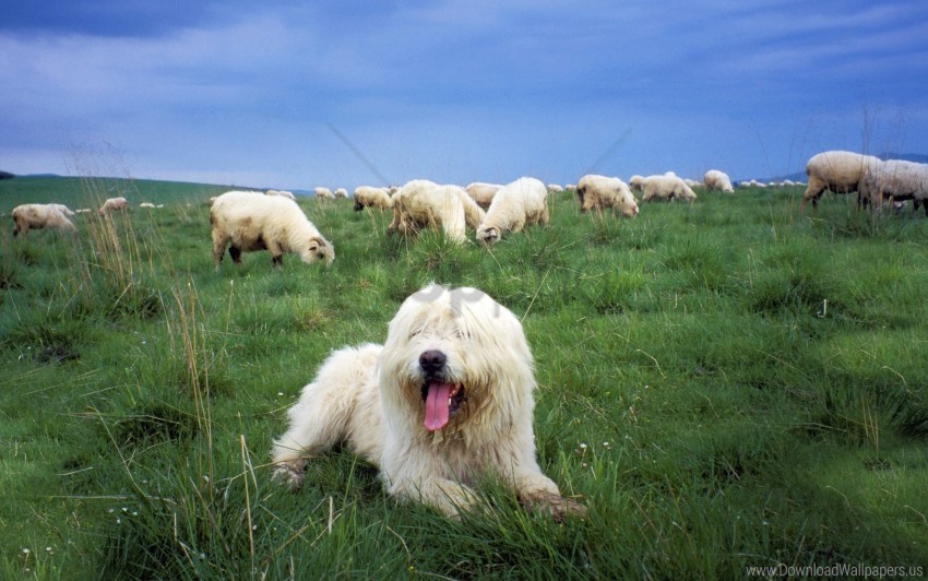 grass herd herder polish lowland sheepdog wallpaper Transparent PNG Isolated Object with Detail