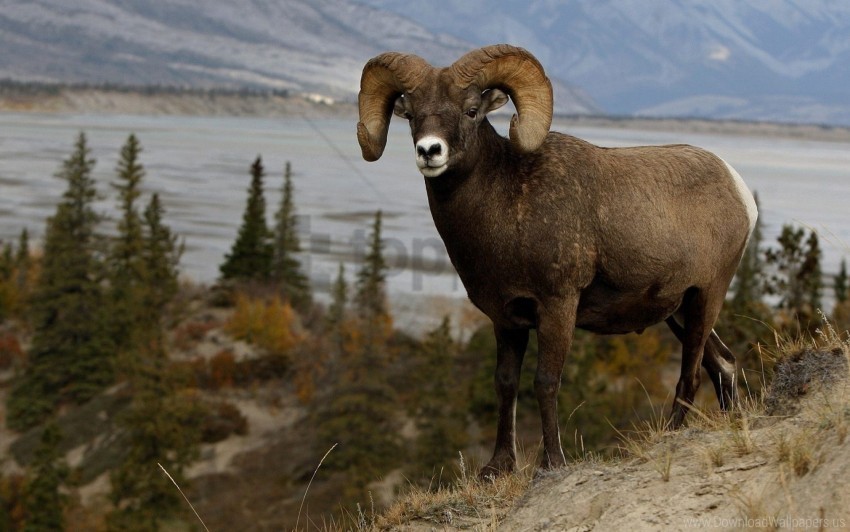 grass hill horn mountain sheep wallpaper PNG artwork with transparency