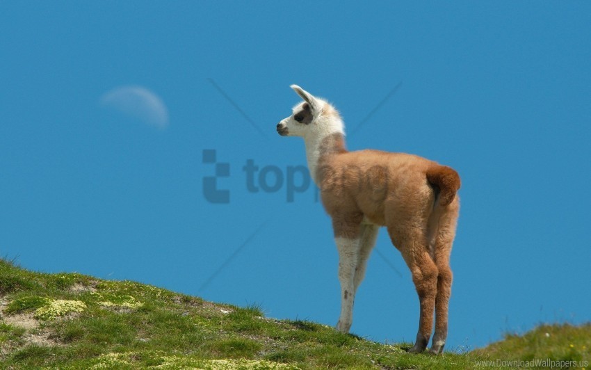 grass hill lama walking wallpaper Free PNG images with alpha channel compilation