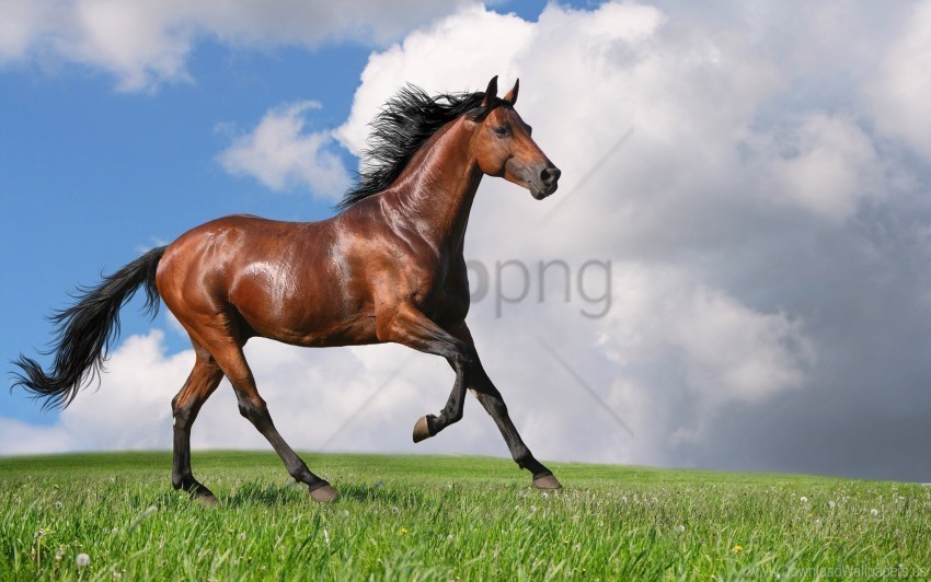 grass horse jogging nature wallpaper PNG with Transparency and Isolation