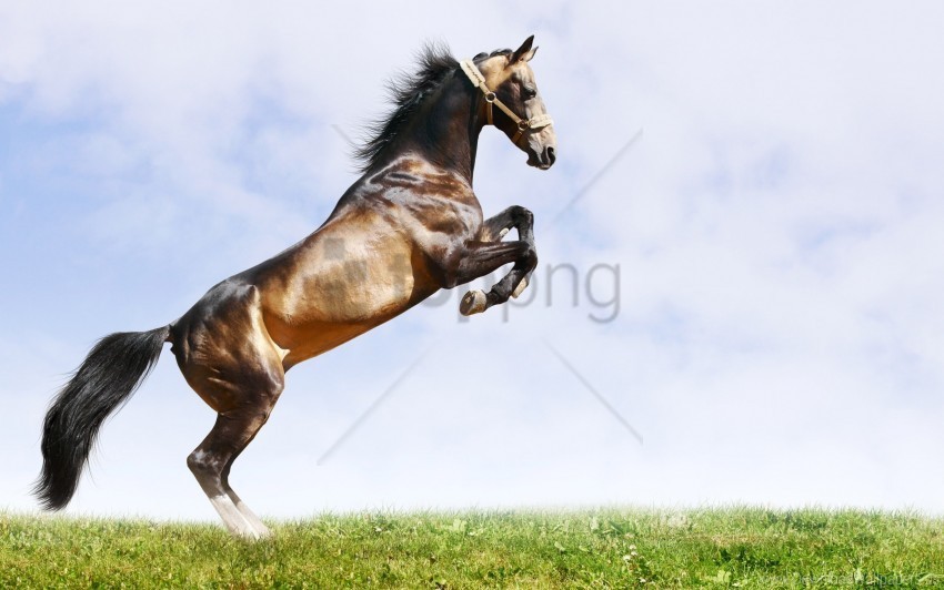 grass horse jump sky wallpaper PNG images with alpha channel selection