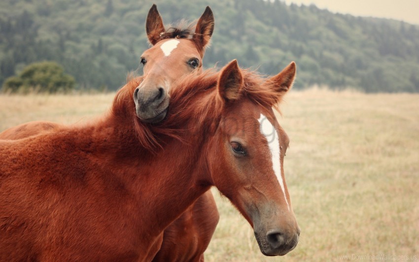 grass horse nature steam wallpaper Free PNG images with alpha transparency compilation