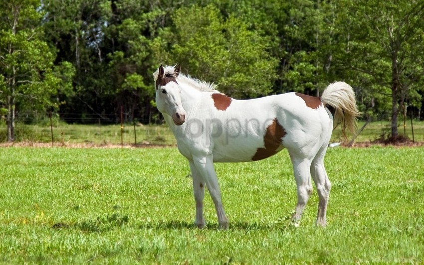 grass horse spotted walk wallpaper Transparent Background Isolation in PNG Image