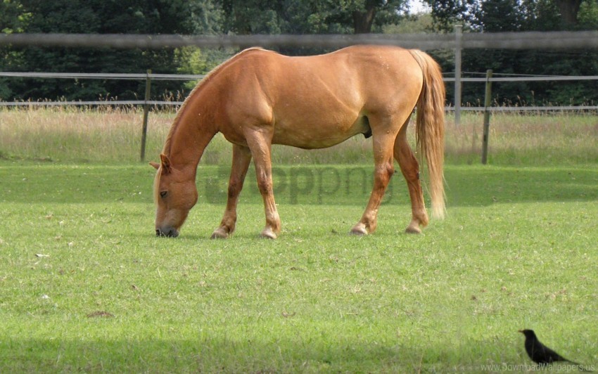 grass horse walk wallpaper PNG transparent graphics for projects