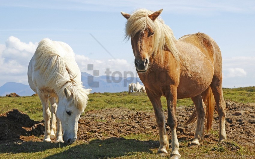 grass horses ponies wallpaper Isolated Object on HighQuality Transparent PNG