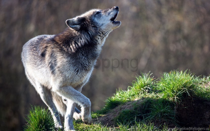 grass howling predator wolf wallpaper PNG transparent graphics for projects