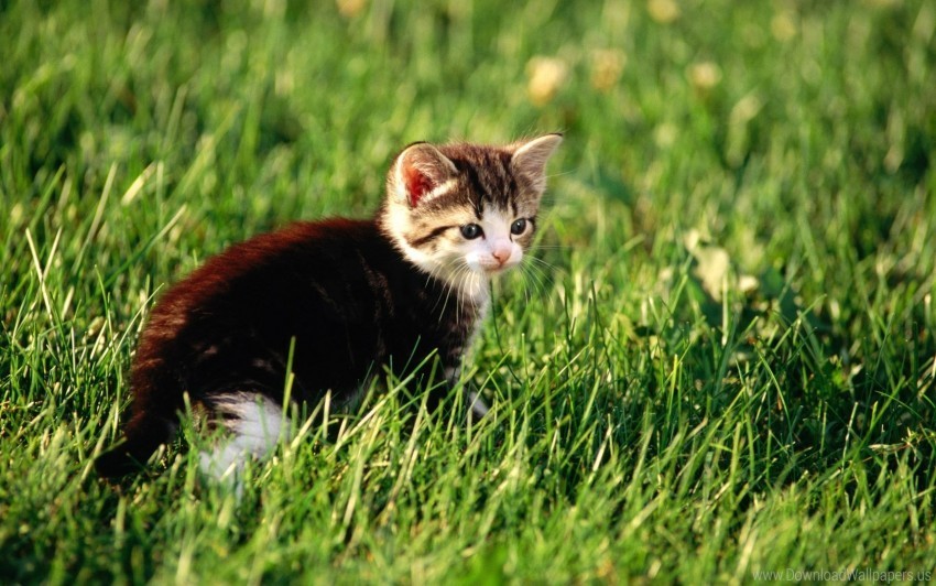 grass hunting kitten sit wallpaper PNG for educational use