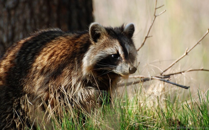 grass hunting raccoon walk wallpaper Transparent background PNG images complete pack