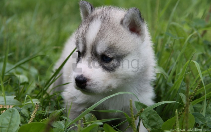 grass husky puppy sit wallpaper PNG for free purposes
