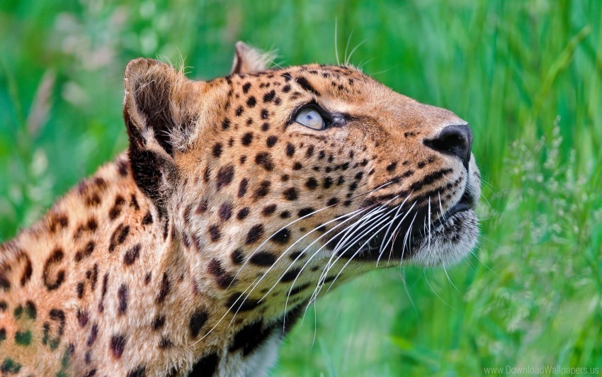 grass jaguar leopard walk wallpaper Isolated Subject in HighQuality Transparent PNG