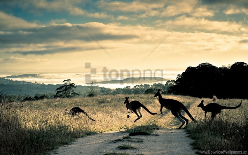 grass jump kangaroo trail wallpaper Isolated Character on Transparent Background PNG