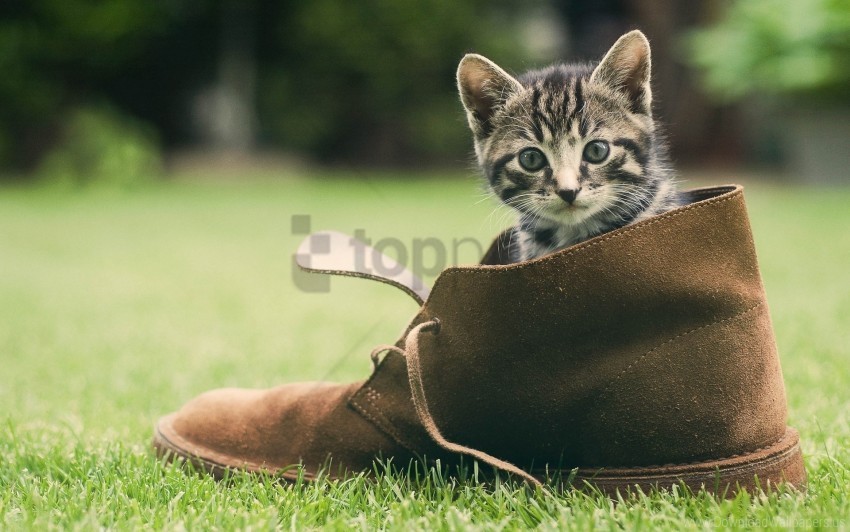 grass kitten shoes wallpaper PNG for mobile apps